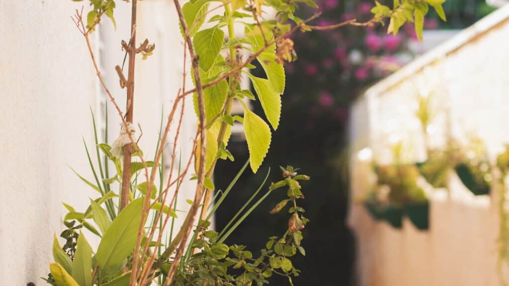 O melhor jeito de ter plantas em casa sem espaço sobrando!