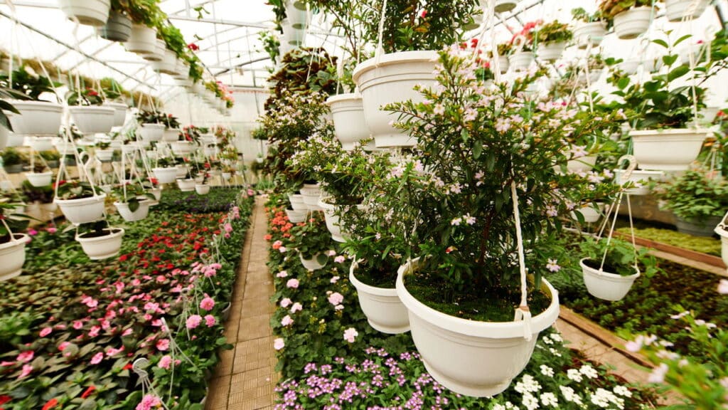 6 deslizes que todo iniciante comete ao cuidar do jardim!