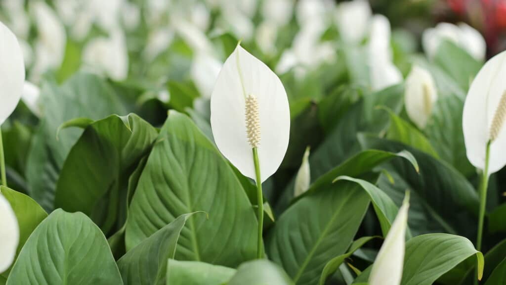 Essas 5 plantas purificam o ar de toda sua casa!