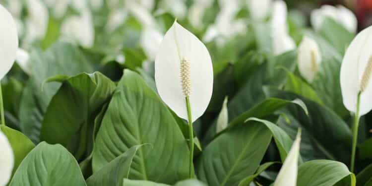 Essas plantas do seu jardim podem ser toxicas para seu pet