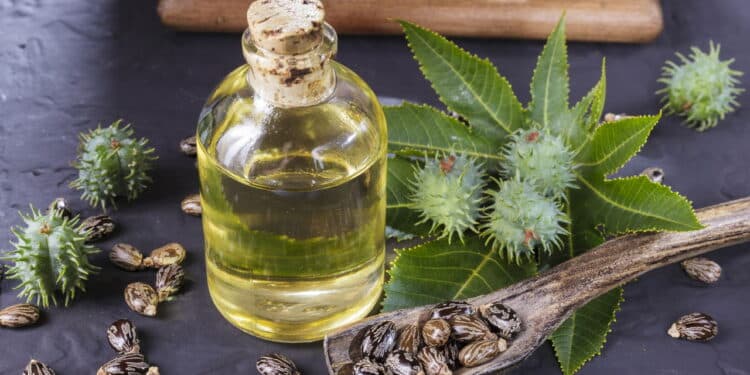 Uma dessas plantas já causou mortes e pode estar perto de você!