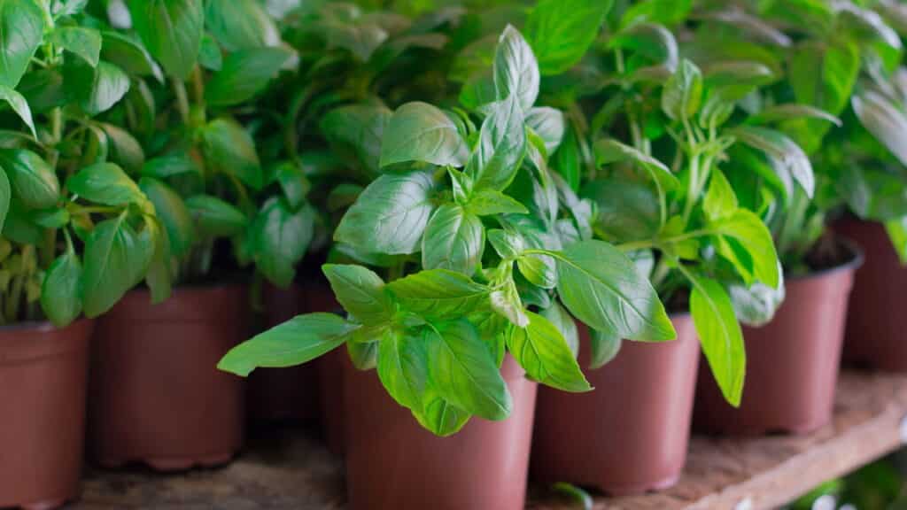 Essa planta virou o xodó de quem sofre com picadas no verão!