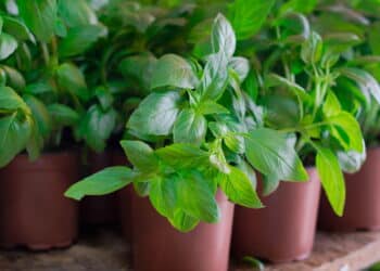 As 5 plantas mais poderosas para espantar insetos em casa!