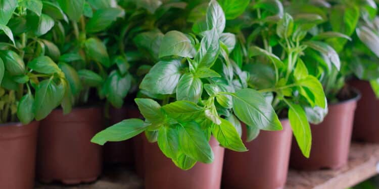 As 5 plantas mais poderosas para espantar insetos em casa!