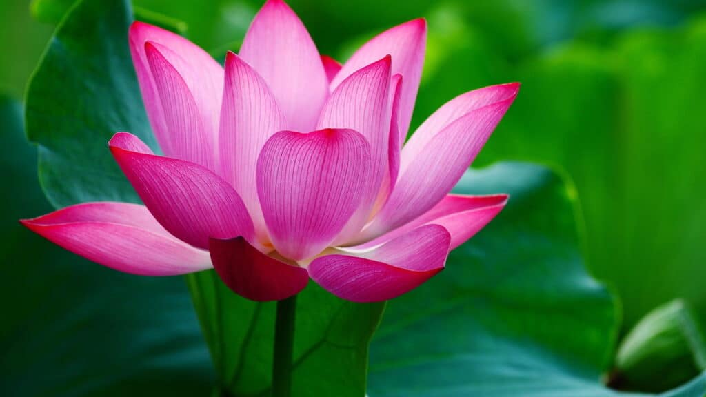 As 5 plantas mais bonitas do mundo segundo a botânica internacional!