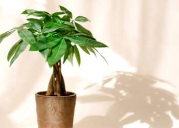 Top 5 plantas para atrair dinheiro e energia positiva para sua casa!