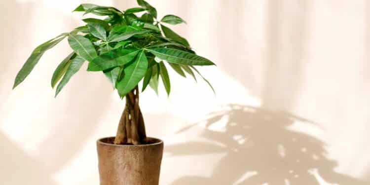 Top 5 plantas para atrair dinheiro e energia positiva para sua casa!