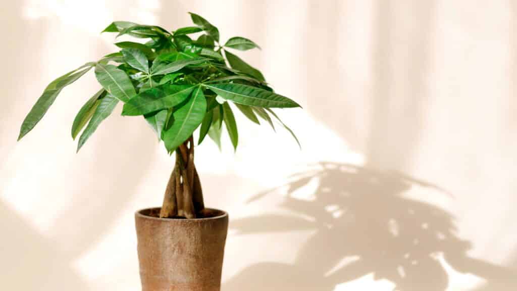 As 5 melhores plantas para atrair dinheiro no seu jardim!