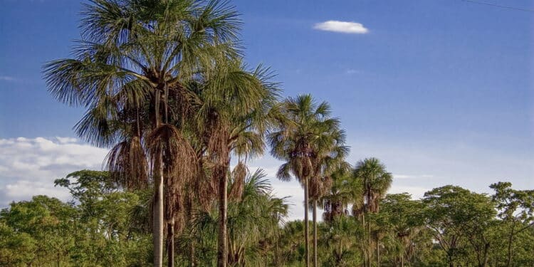 Essa cidade do Norte virou o novo xodó dos brasileiros por ser segura e acolhedora!