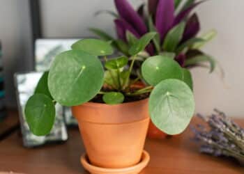 As 5 melhores plantas para atrair dinheiro no seu jardim!