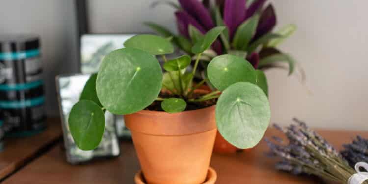 As 5 melhores plantas para atrair dinheiro no seu jardim!