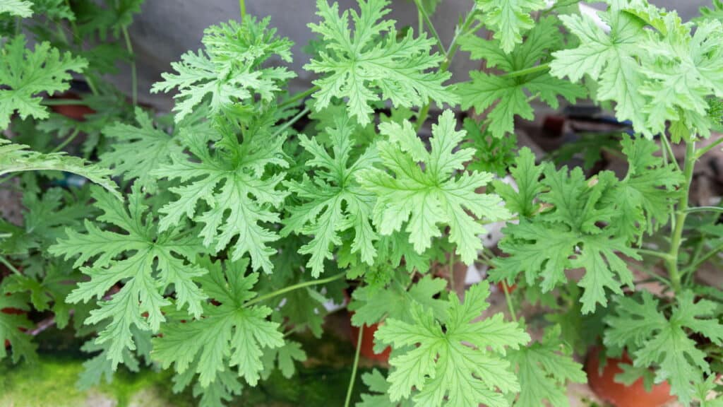 A melhor e mais poderosa planta natural para vencer a guerra contra mosquitos em casa!