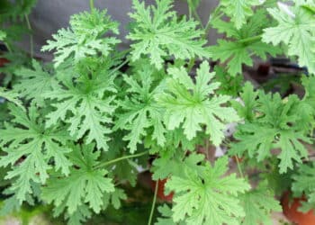 5 plantas poderosas que afastam mosquitos e ainda decoram seu jardim