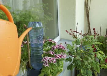 5 hortaliças que crescem rápido em garrafas PET