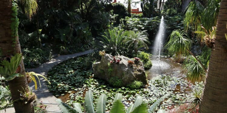 Como fazer plantas crescerem mais rápido com cuidados simples