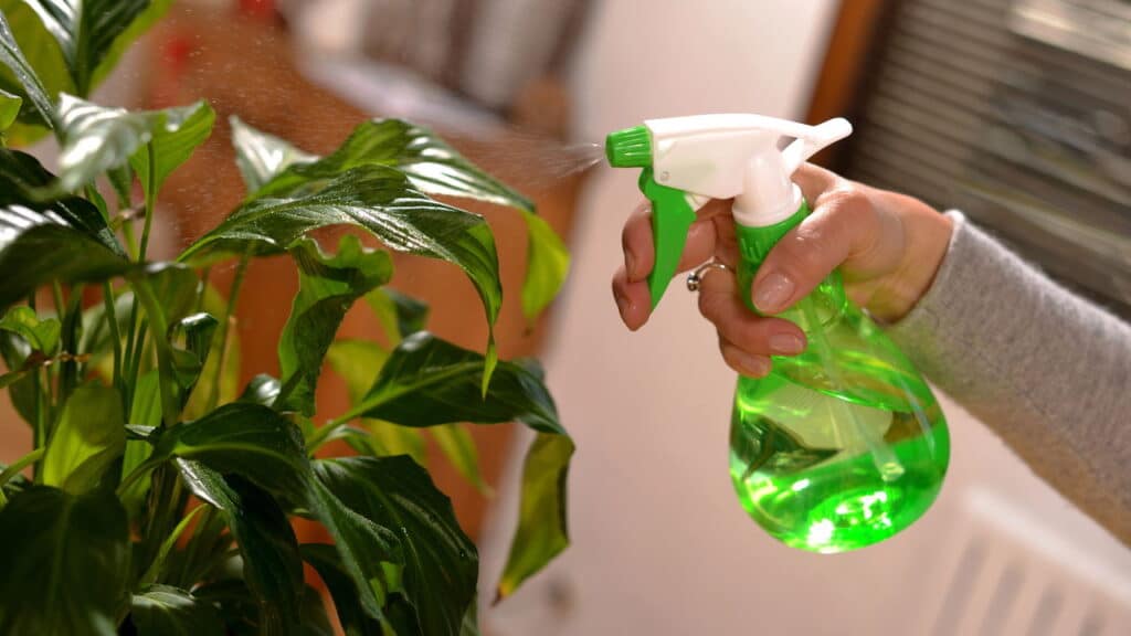 O melhor jeito de acabar com pulgões nas plantas sem veneno!