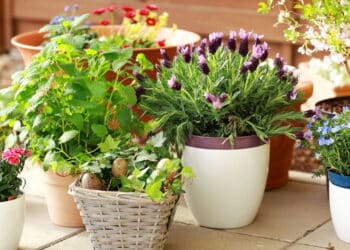 Essa planta discreta pode transformar o seu quintal inteiro!