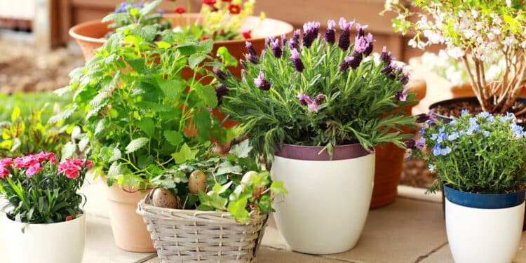 Essa planta discreta pode transformar o seu quintal inteiro!