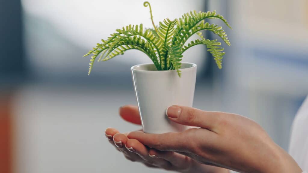As 9 melhores plantas para transformar seu humor e sua casa!