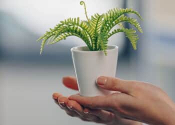 A planta queridinha dos brasileiros que purifica o ar e decora qualquer ambiente!