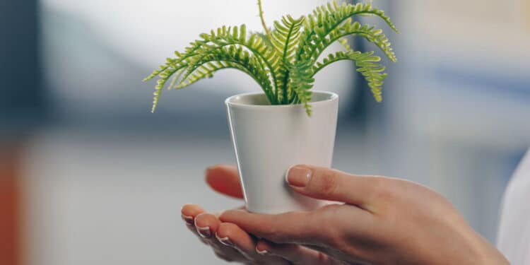 A planta queridinha dos brasileiros que purifica o ar e decora qualquer ambiente!