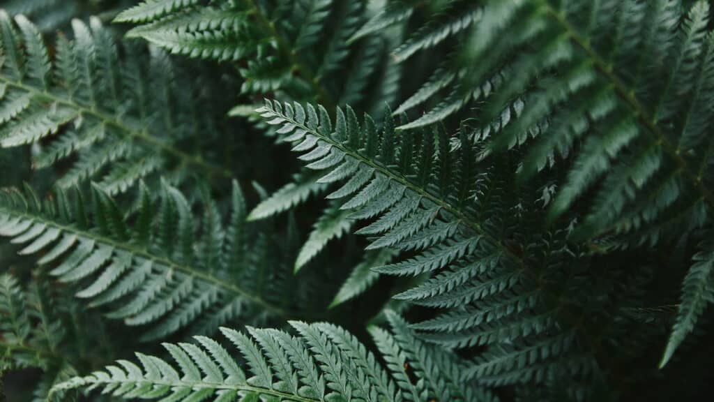 A planta queridinha dos brasileiros que purifica o ar e decora qualquer ambiente!