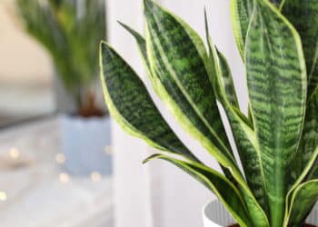 O segredo por trás da planta que limpa o ar e ainda decora sua casa!