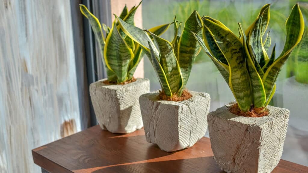 O segredo por trás da planta que limpa o ar e ainda decora sua casa!