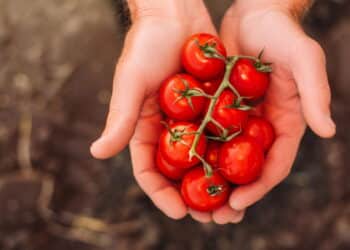 O melhor adubo natural para tomates saudáveis e produtivos!
