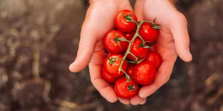 O melhor adubo natural para tomates saudáveis e produtivos!
