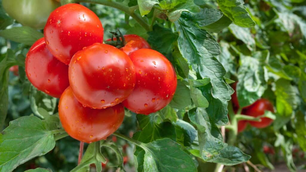 O melhor adubo natural para tomates saudáveis e produtivos!