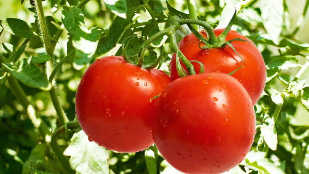 O segredo da terra que fez meus tomates dobrarem de tamanho!