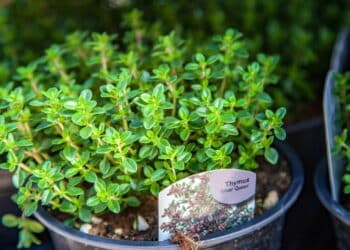 Você DEVE plantar essas ervas juntas para criar um jardim mais saudável e produtivo!
