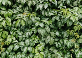 As melhores plantas trepadeiras para valorizar sua casa!