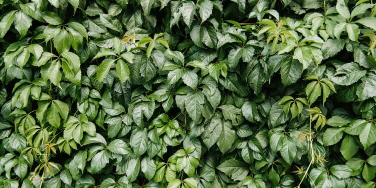 As melhores plantas trepadeiras para valorizar sua casa!