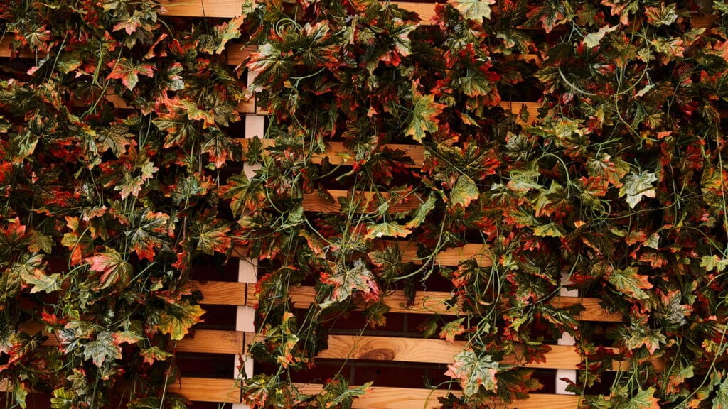 As melhores plantas trepadeiras para valorizar sua casa!