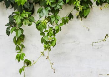 Essa planta virou o segredo dos jardins mais bonitos do bairro!