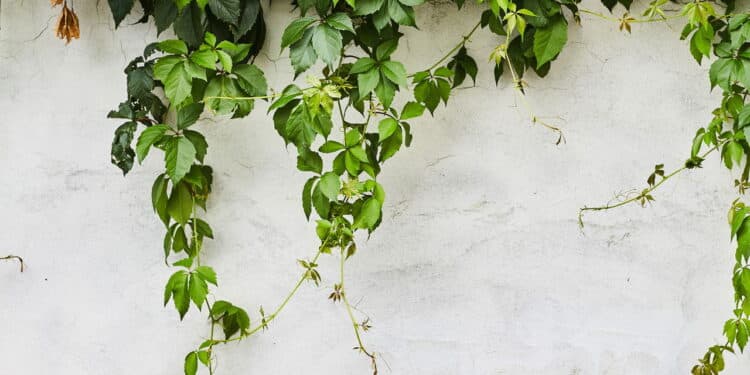 Essa planta virou o segredo dos jardins mais bonitos do bairro!