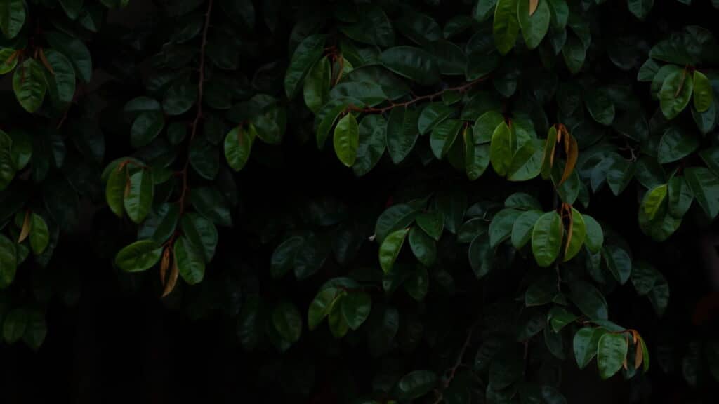 Essa planta virou o segredo dos jardins mais bonitos do bairro!