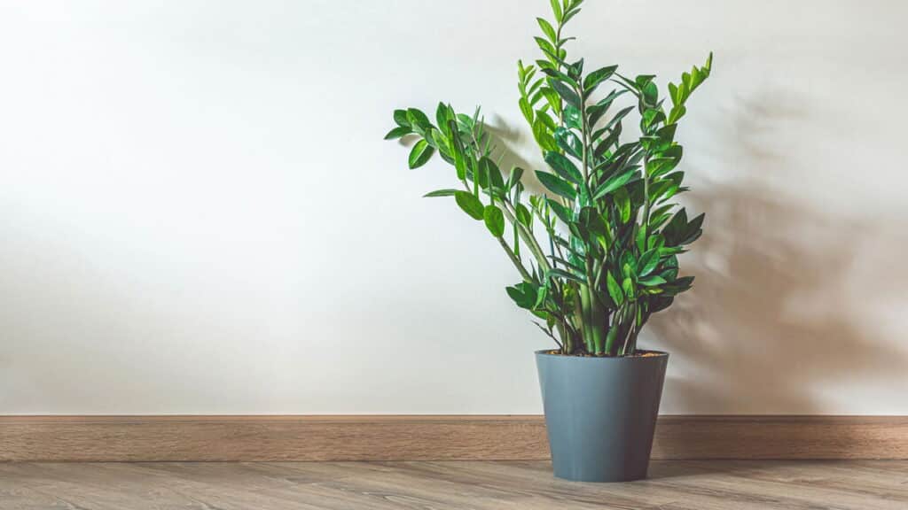A planta mais resistente e poderosa para atrair prosperidade para sua casa!