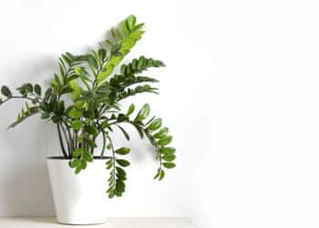 As 3 plantas mais fáceis de cuidar dentro de casa!