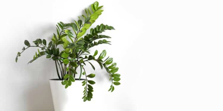 As 3 plantas mais fáceis de cuidar dentro de casa!