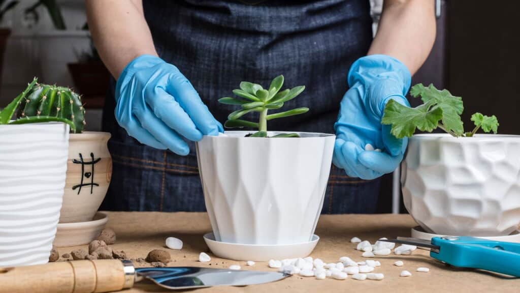 Plantas que curam corpo e mente estão dominando os lares brasileiros!