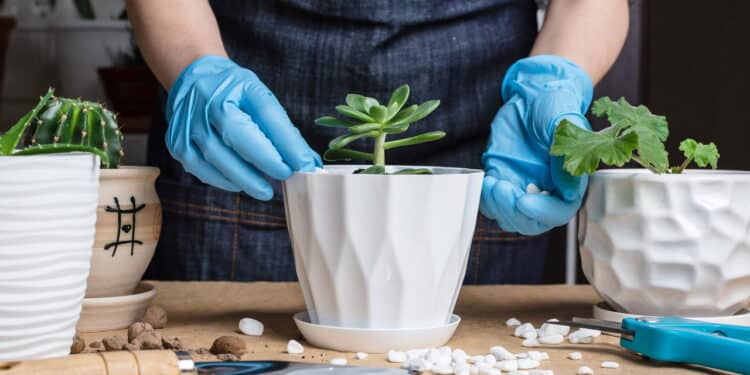 As plantas mais baratas e com baixa manutenção para ter dentro de casa!