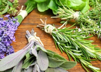 As 3 melhores plantas para espantar carrapatos do seu jardim