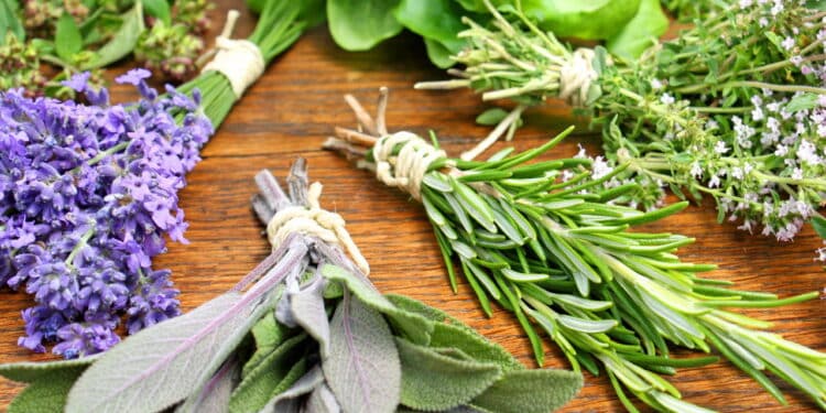 As 3 melhores plantas para espantar carrapatos do seu jardim