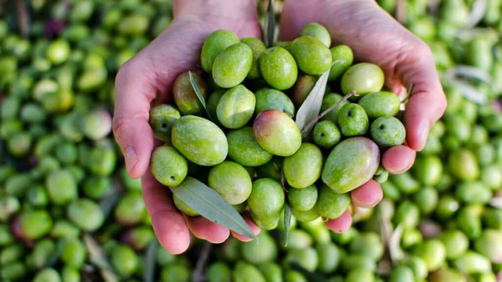 Quais são os principais desafios para a produção de azeite no Brasil?