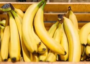 Produtores de banana podem enfrentar crise, segundo novo estudo
