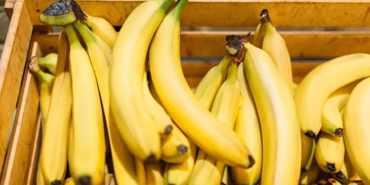 Produtores de banana podem enfrentar crise, segundo novo estudo