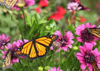 O que está por trás da nova tendência de jardins que atraem borboletas!